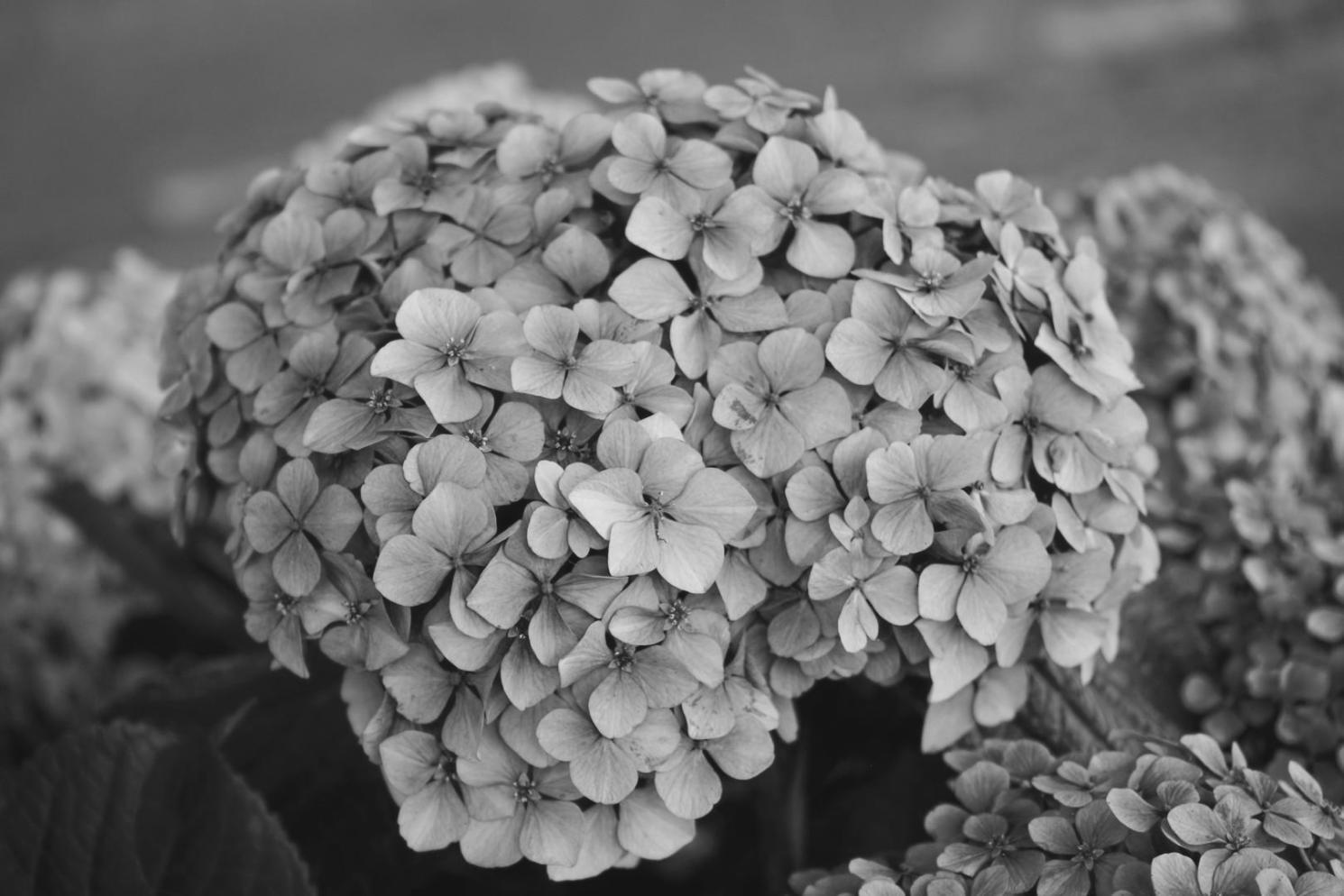 Floral materials and tools arranged for systematic learning